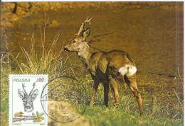 Poland Polska 1990 Roe Deer Capreolus Capreolus Fauna, Canceled In Zakopane - Tarjetas Máxima