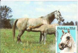 Poland Polska 1989 Fauna Horse Horses, Canceled In Warszawa - Cartes Maximum