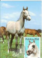 Poland Polska 1989 Fauna Horse Horses Canceled In Warszawa - Tarjetas Máxima
