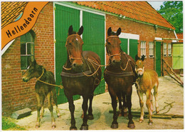Hellendoorn - Paarden - (Ov, Nederland) - Nr. AR5 - Uitg.: A.N.W.B. Bondsvakantieoord 'De Gouden Bergen', Terhoekseweg 4 - Hellendoorn