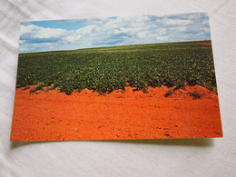 CPA Canada Prince Edward Island Albany Potato Field - Altri & Non Classificati