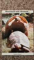 CPM TORTUE COPULANT HISTOIRES D AMOUR PHOTOTHEQUE ANIMOTS ARMORIMAGE 832 - Turtles