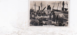 Yarmouth Landing The Catch  - Coastwise Series - Photographic Image - 1939 - 8x5cm - Géographie