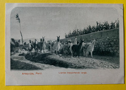 15694 - Peru Arequipa Llamas Transportando Carga - Peru