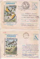 99156- SPARROWS, LITTLE BIRDS, ANIMALS, COVER STATIONERY, 5X, 1995-1996, ROMANIA - Passeri