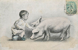 ANIMAUX COCHON FANTAISIE - L'Enfant Le Pot Et Les Cochons (de 1906) - Cochons