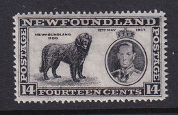 Newfoundland: 1937   Coronation Issue  SG262b   14c  [Perf: 13½]   MNH - 1908-1947