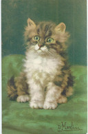 Chats - Katten - Cats - Katzen - D. Merlin - No 166 - Katten