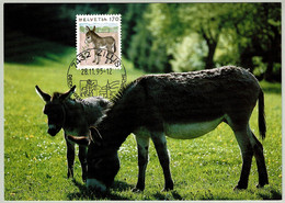 Schweiz / Helvetia 1995, Karte Dauermarke Tiere Zillis, Esel / Equus Asinus Asinus - Esel