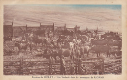 France Carte Postale Environs De Murat Une Vacherie Dans Les Montagnes Du Lioran - Murat