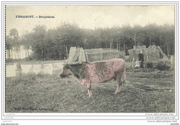 LIBRAMONT ..-- RARE !!   Briqueterie . Vache . 1914 Vers BXL ( Mr Mme Ph. RAMER? ) . Voir Verso . - Libramont-Chevigny