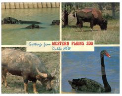 (A 31) Australia - NSW - Dubbo Plain Zoo (not Perfect) - Dubbo