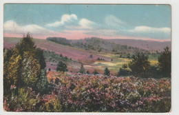 Lüneburger Heide, Totengrund Bei Wilsede - Lüneburger Heide