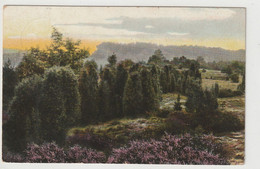 Lüneburger Heide, Wachholderlandschaft Bei Elferdingen - Lüneburger Heide