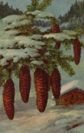 Belle Illustrée Signée Haller : Pommes De Pins Dans La Neige - Haller, A.