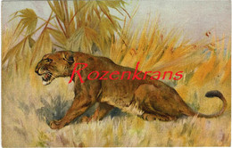 LIONESS (Edition Stehli, Switzerland) - No. 88 CPA AK Unsigned Illustrator Illustrateur Leeuw Leeuwin Lion - Löwen
