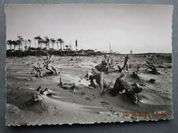 CP 17 Le Clapet Les Mathes  Au Nord De SAINT PALAIS SUR MER Les Environs La Côte Sauvage Et LE PHARE DE LA COUBRE 1950 - Dampierre-sur-Boutonne