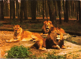 TUDDERN AUTO-SAFARI - Lions Et Lionne - Leones