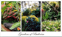 (5 A 32) Australia - QLD - Buderin Garden - Sunshine Coast