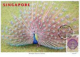 8A :  Carte Maximum Card Malaysia- Peacock, Symbol For Indian Festival - Pfauen