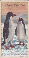 20 Adelie Penguin & His Mate-  Polar Exploration 2nd 1916 - Players Cigarette Card - Antique - Wildlife - Wills