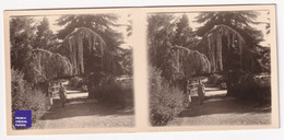 Parc De Vichy / 03 Allier Photo Stéréoscopique 1940s 12,8x5,8cm Jardin Public Au Bord De L'Allier A59-44 - Stereoscopic