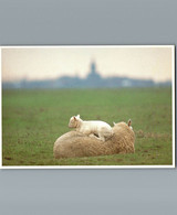 Moutons - Scène Insolite Dans Le Polder De Ronde Hoep - Photo Martin Kers 1984 - Autres