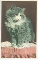 Chats - Cats - Katten - Katzen - Colorprint 52085 - Katten