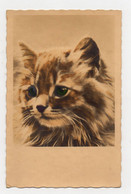 Carte Postale Chat Tête - Fialkowska, Wally