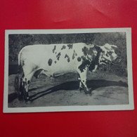 CARTE PHOTO A IDENTIFIER VACHE - Cows