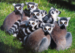 NaturZoo Rheine, Germany - Ring Tailed Lemur - Rheine