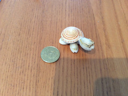 Miniature "tortue" (coquillages) Type 2 - Turtles