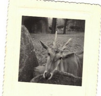 Photo Amateur 01/04/56  Au Zoo De Vincennes ANTILOPES (photo 5.5 X 5.5cm) Papier 8x 10 - Other