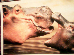 IPPOPOTAMO IPPOPOTAMI E CUCCIOLO BABY     N1990 IH11001 - Hippopotames