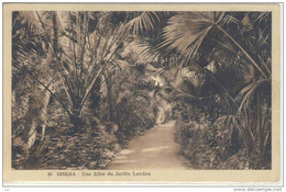 ALGERIE - BISKRA:  Une Allée Du Jardin Landon - Biskra