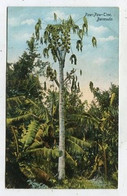 AK 04296 BERMUDA - Paw-Paw-Tree - Bermuda