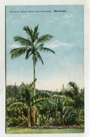 AK 04316 BERMUDA - Cocoanut, Royal Palms And Palmettos - Bermuda