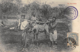 CPA CONGO UN PHACOCHERE - Französisch-Kongo