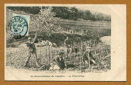 BAR-SUR-AUBE  (10) : " RECONSTITUTION DU VIGNOBLE - Plantation " - Bar-sur-Aube