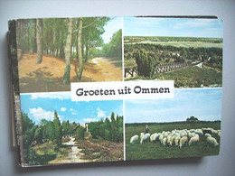 Nederland Holland Pays Bas Lemele Ommen Schapen Lemelerberg - Ommen