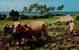 FIDJY   ( OCEANIE )   INDIAN PLOUGHMAN - Fidji