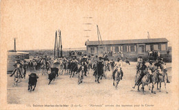 13 - Les Saintes-Maries-de-la-Mer - Beau Cliché " Abrivado " Arrivée Des Taureaux Pour La Course - Saintes Maries De La Mer