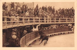 13 - Les Saintes-Maries-de-la-Mer - Les Arènes - " L'Orphelin " De F. Granon à Jeté " Biscarel " - Saintes Maries De La Mer