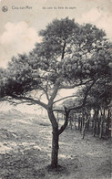 Un Coin Du Bois De Sapin - Cocq-sur-Mer - De Haan - De Haan