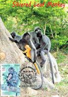 11A :  Carte Maximum Card Malaysia : Primate, Monkey , Animal, Mammal, Silvered Leaf Monkey - Scimmie