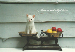 Cats - Chats - Katten - Katzen - EHN 02.11.01 - Gatos