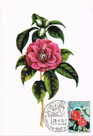 42169. Tarjeta Maxima GENT (Belgien) 1970.  Floralien Gent, Flowers, Flores. CAMELIAS - 1961-1970