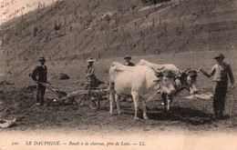 Labours - Boeufs à La Charrue Près De Lans (Le Dauphiné, Isère) Attelage - Carte LL Dos Simple N° 300 - Cultures