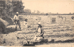 JERSEY-GRÉVE DE LECQ, LES TRAVAUX DANS LES CHAMPS REPIQUAGE DES POMMES DE TERRE - Andere & Zonder Classificatie