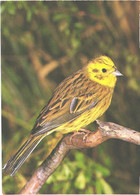 Bird, Yellowhammer - Uccelli